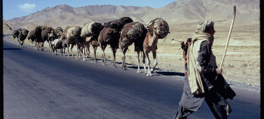 10-1-72 En route to Ghazni, Kochi with Camels (Afghanistan)
