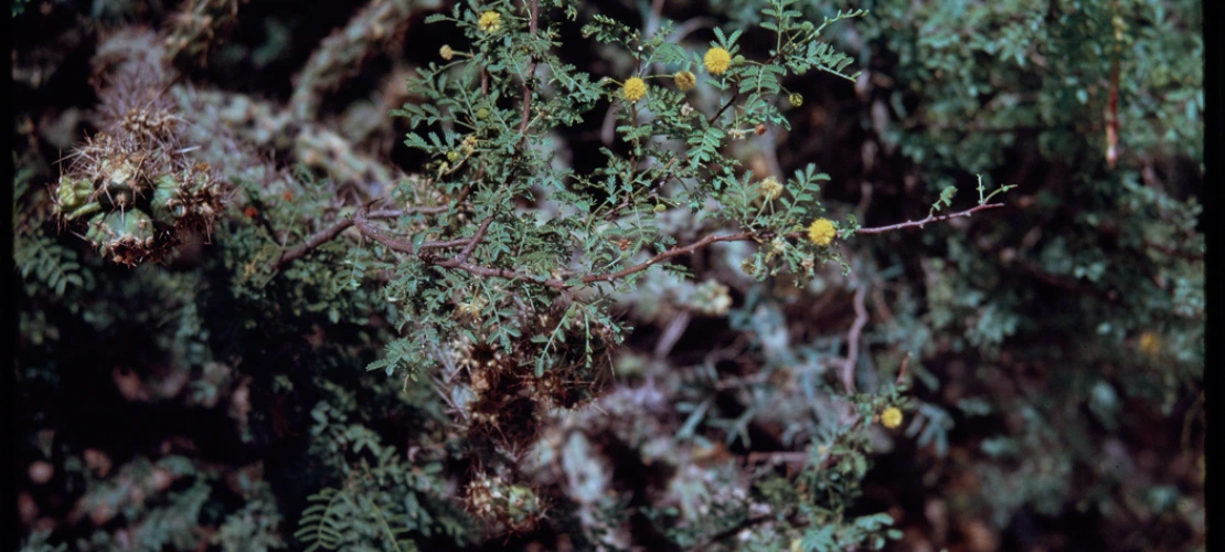 7-23-65 Acacia