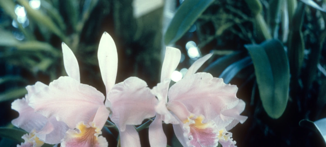 [No date given] A Panama orchid, taken at flower show in Canal Zone