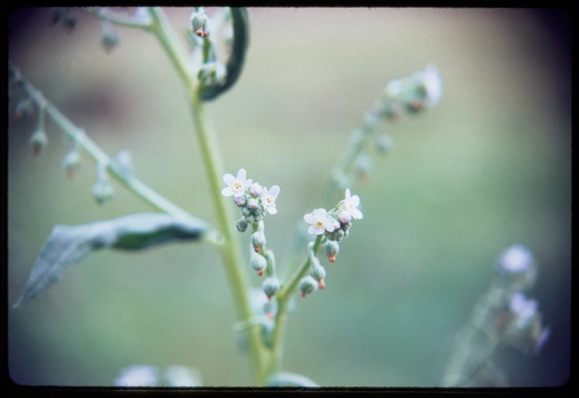 [No date given] Hackelia Floribunda