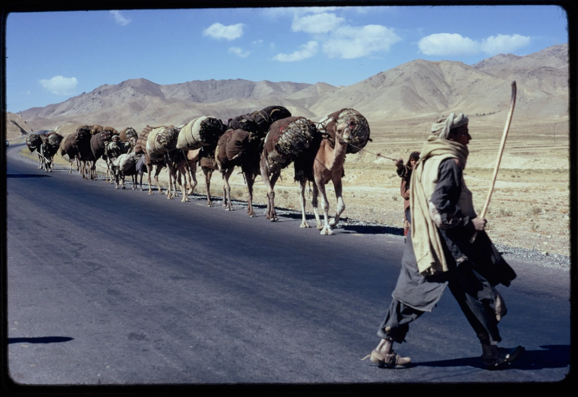 10-1-72 En route to Ghazni, Kochi with Camels (Afghanistan)