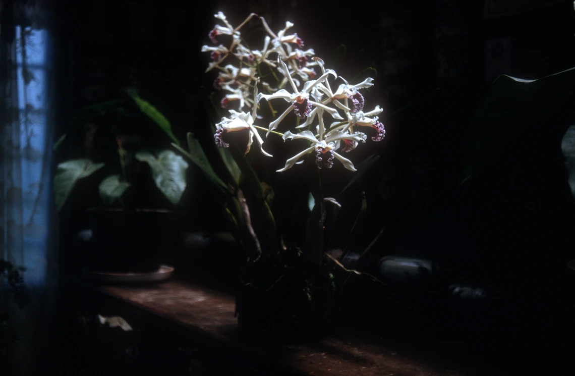 1960-01-28 En route to Petropolis from Rio, orchid at a wayside inn