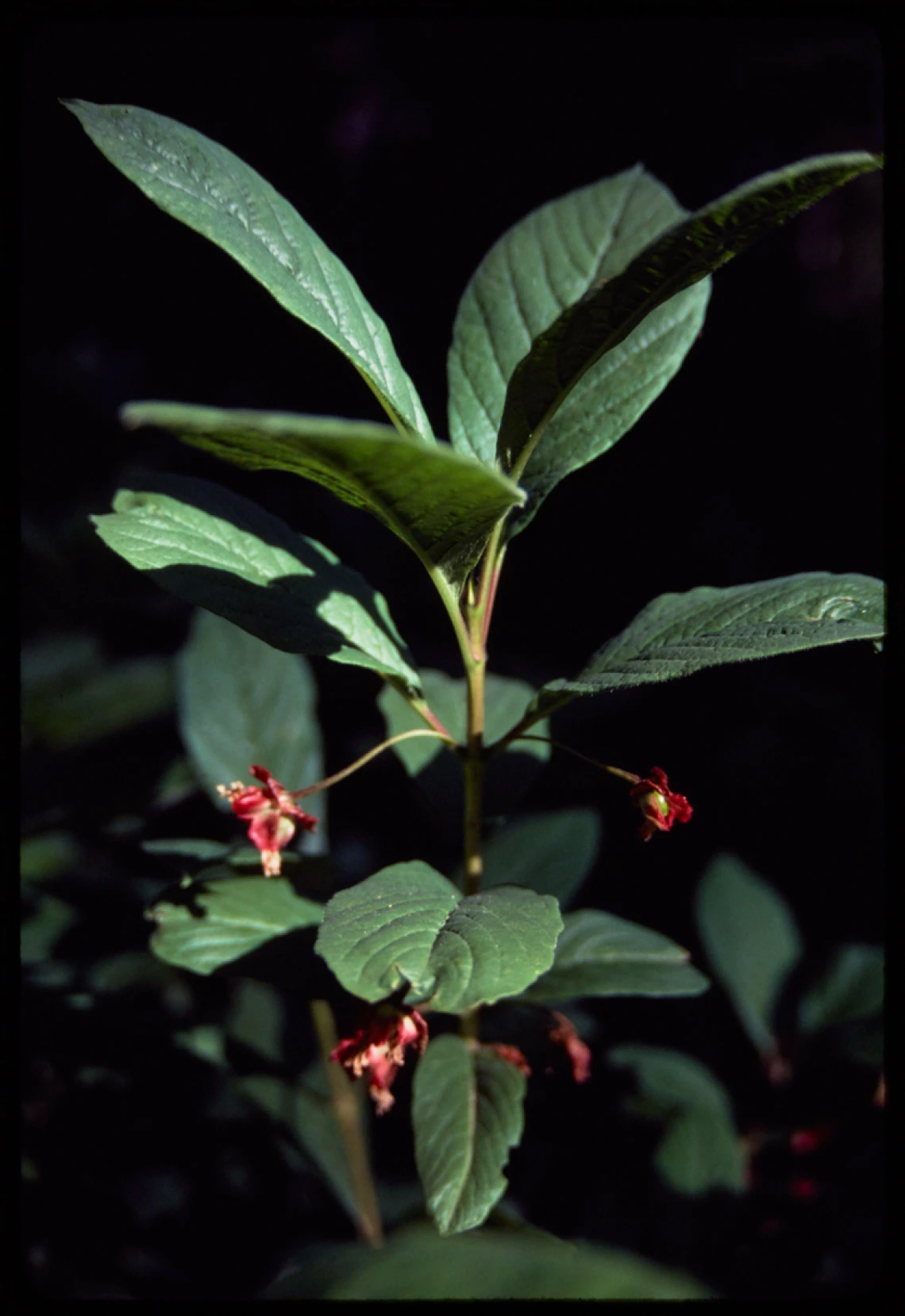 7-27-79 Lake O'Hara, Shrub - Honeysuckle (Canada)