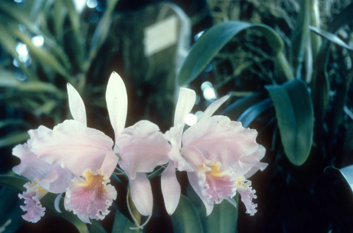 [No date given] A Panama orchid, taken at flower show in Canal Zone